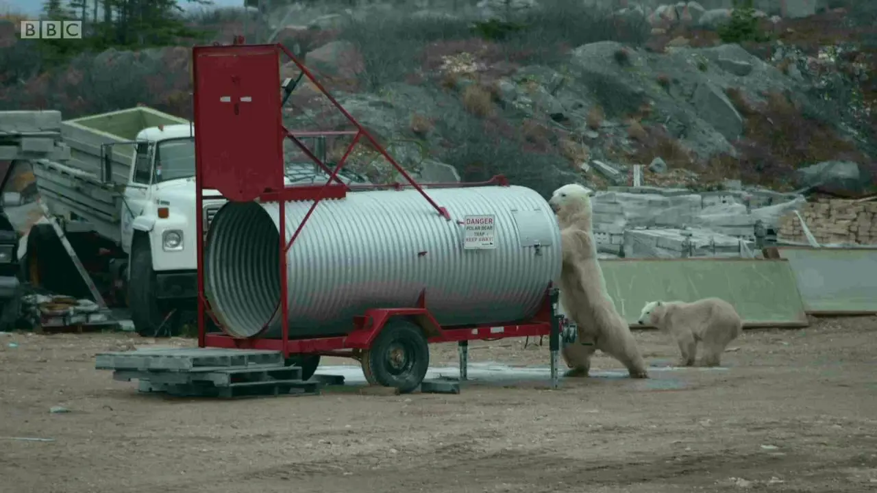 BBC - Life in Polar Bear Town with Gordon Buchanan (2016)