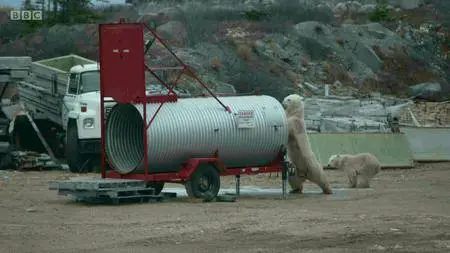 BBC - Life in Polar Bear Town with Gordon Buchanan (2016)
