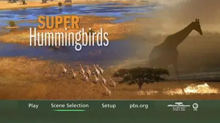 Super Hummingbirds (2016)