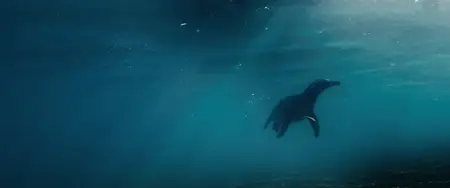My Penguin Friend (2024)