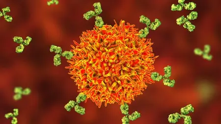 Antibody Engineering: Foundations & Therapeutic Applications