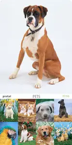 Pixtal | PT196 | Pets