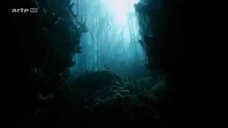 Dans le sillage des requins - Ep (04/04) - Au dela des apparences (2015)