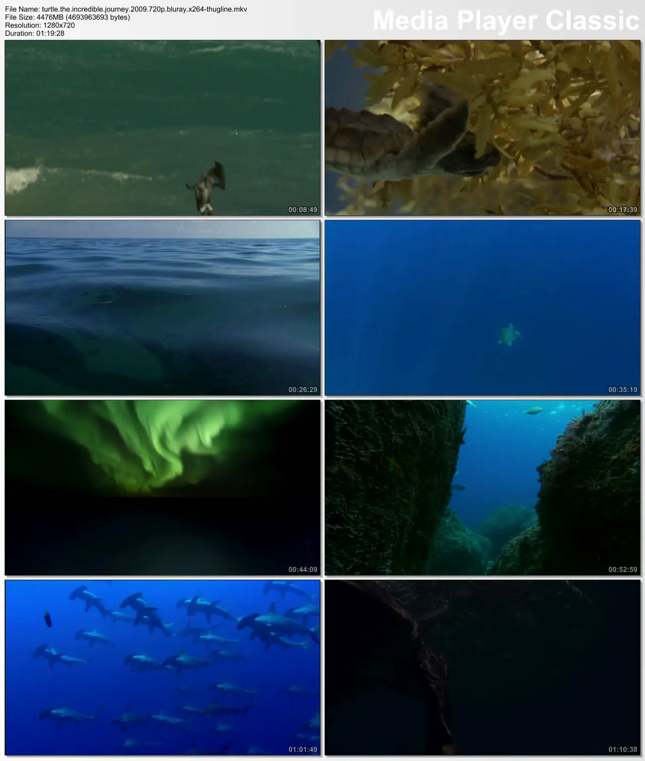 Turtle: The Incredible Journey (2009)