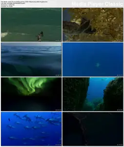 Turtle: The Incredible Journey (2009)