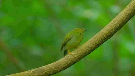 Animal Planet - Wild Costa Rica (2016)