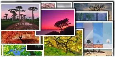 Webshots Wallpapers Premium - Trees