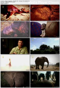 National geographic - Predator CSI: Revenge of the Elephants? (2007)