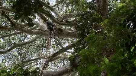 BBC - Natural World: The Monkey-Eating Eagle of the Orinoco (2010)