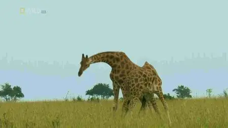 Destination Wild Giraffe: African Giant (2016)