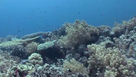 Autentic - Jacques Cousteau's Legacy (2013)