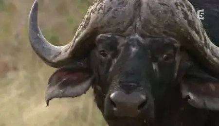 (Fr5) Les sept seigneurs de la savane (2011)