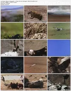 National Geographic: Wings over the Serengeti