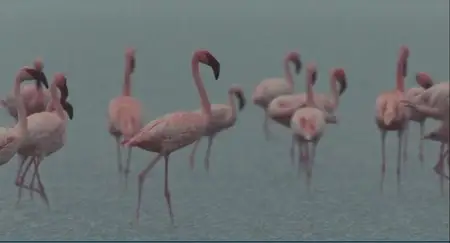 The Crimson Wing: Mystery of the Flamingos (2008)