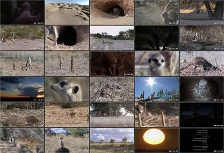 Meerkat Manor: The Story Begins (2008)