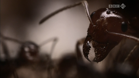 BBC - Empire of the Desert Ants (2011)