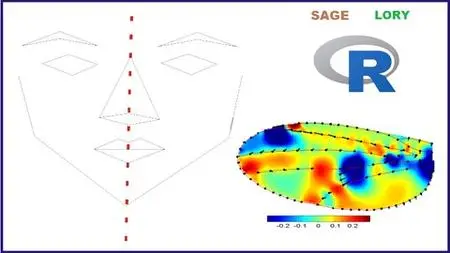 Practical Morphometrics Of Bilateral Symmetry And Heatmap