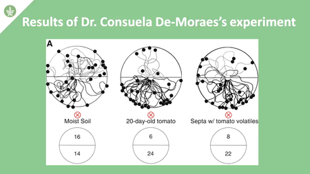 Coursera - What a Plant Knows (Tel Aviv University)