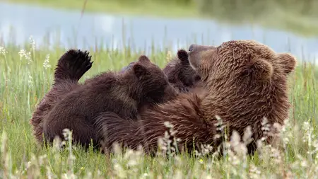 Bears (2014)