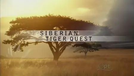 PBS - Nature S30E14 Siberian Tiger Quest (2012)