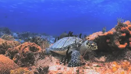 BluScenes: Underwater Cozumel (2010)