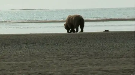 Johnny Kingdom and the Bears of Alaska (2013)