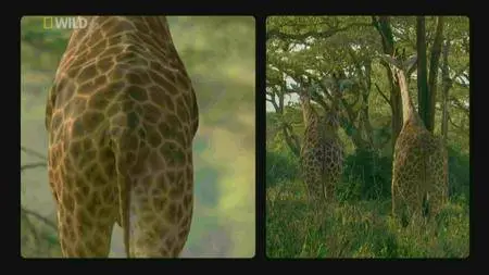 Destination Wild Giraffe: African Giant (2016)