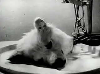 Experiment on revival of the dog head (1940)