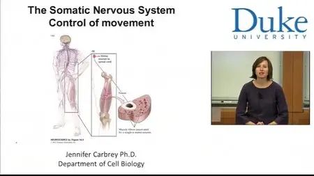 Coursera - Introductory Human Physiology