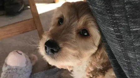 Confidence Boosting For The Cautious Dog