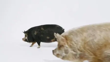 Smithsonian Ch. - Amazing Pigs (2018)
