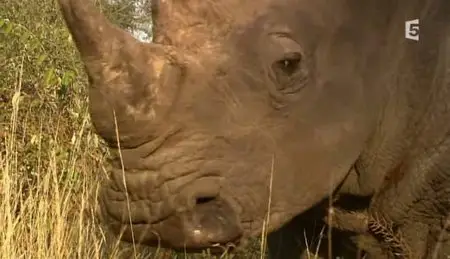 (Fr5) Les sept seigneurs de la savane (2011)