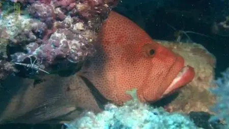 National Geographic - Access 360°: Great Barrier Reef (2013)