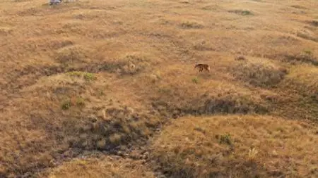 PBS Nature - Dogs in the Wild: Meet the Family (2023)