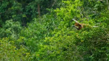 BBC - Earth's Tropical Islands: Borneo (2020)