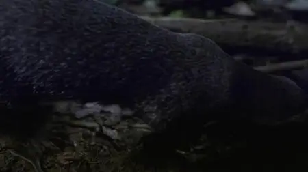 Dead by Dawn S01E05