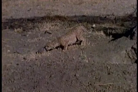 The Wild World: Big cats / Дикий мир: Большие кошки (1999)