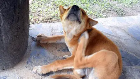 Dog Allergy Prevention I: Dog Allergies 101