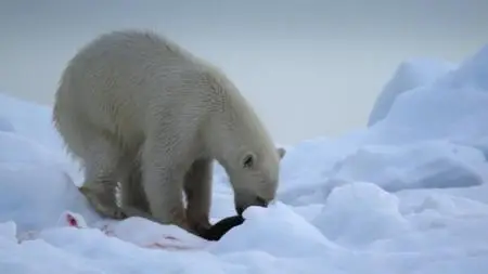 BBC. Nature's Great Events (2009)