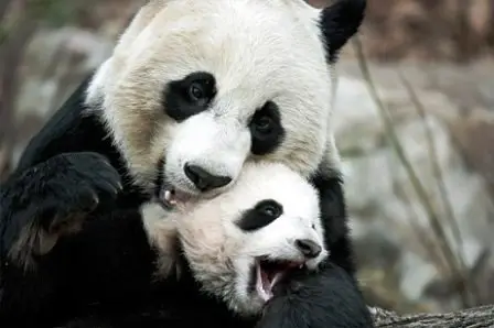 National Geographic - Save The Panda