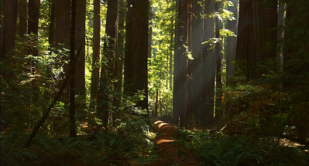 Living Landscapes - California Redwoods (2008)