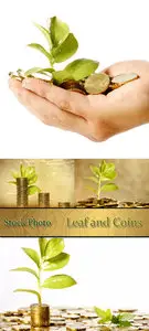 Stock Photo: Leaf and Coins 