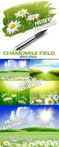 Chamomile field 2