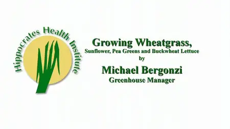 Growing Wheatgrass, Sunflower, Pea Greens & Buckwheat Lettuce