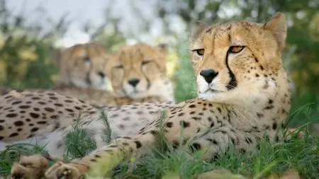 BBC - Animals with Cameras: Series 1 (2018)