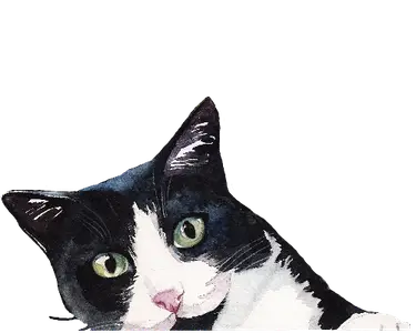 Cat Attack Watercolor PNG Collection 1144994