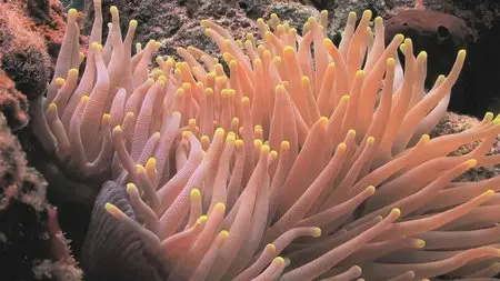 BluScenes: Underwater Cozumel (2010)
