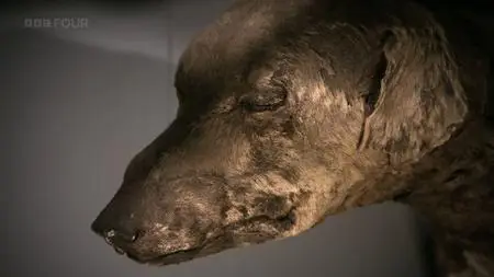 BBC Horizon - 70 Million Animal Mummies: Egypt's Dark Secret (2015)