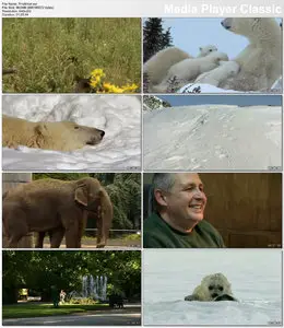 Knut And Friends (2008)