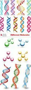 Vectors - Different Molecules